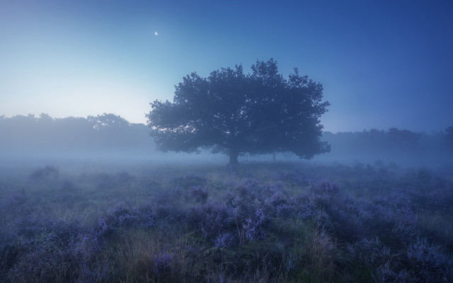 Mystical foggyfield tree stars moon free wallpaper - medium preview image
