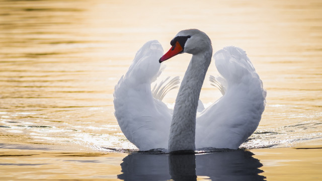 Swan swimming water wings backlit free wallpaper - medium preview image
