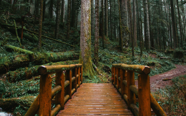Wooden bridge forest tree path free wallpaper - medium preview image