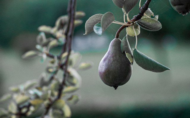 Tree fruit leaves blurry background free wallpaper - medium preview image