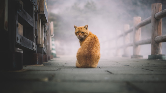 Cat fence gate fog person free wallpaper - medium preview image