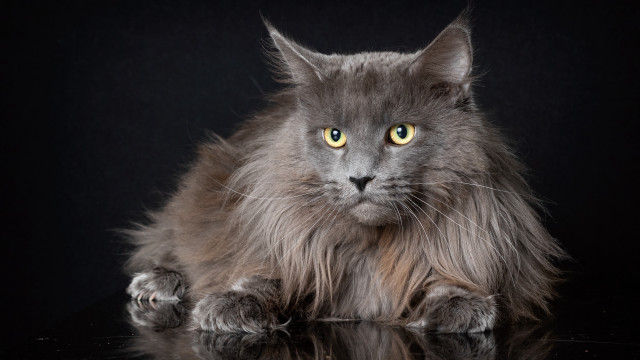 Fluffy gray cat yellow eyes #2 free wallpaper - medium preview image