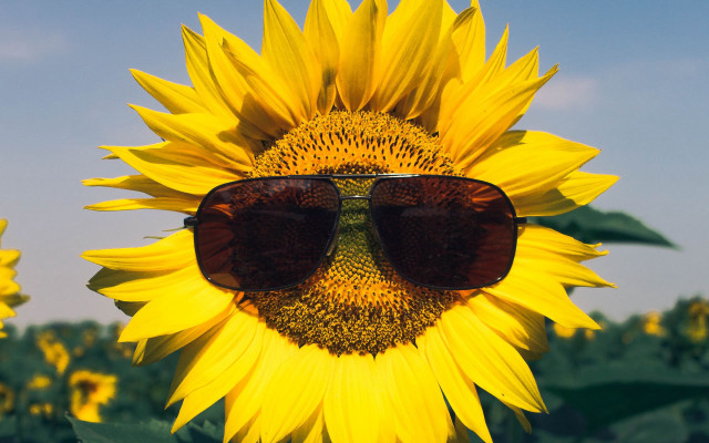 Sunflower sunglasses field blue sky free wallpaper - medium preview image