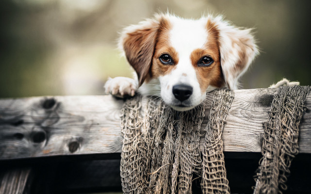 Shiba inu dog over fence free wallpaper - medium preview image