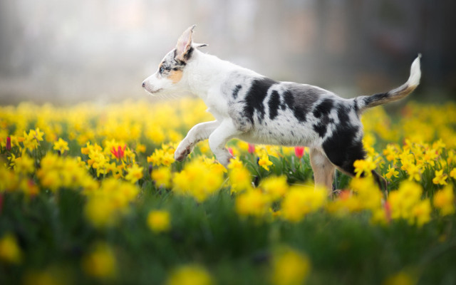 Small dog running field blurry free wallpaper - medium preview image