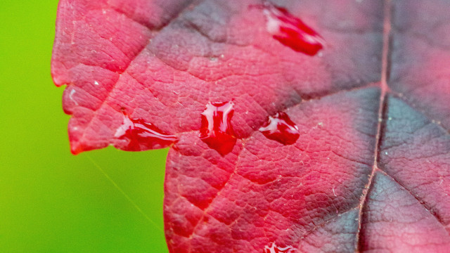 Red leaf water drops macro #2 free wallpaper - medium preview image