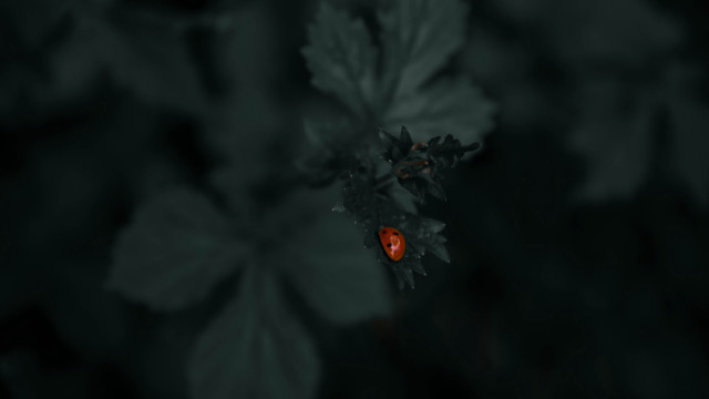 Red bug leaf plant night free wallpaper - medium preview image