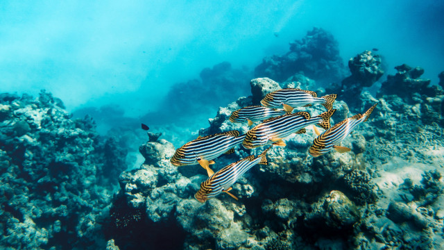 Coral reef fish underwater blue #2 free wallpaper - medium preview image