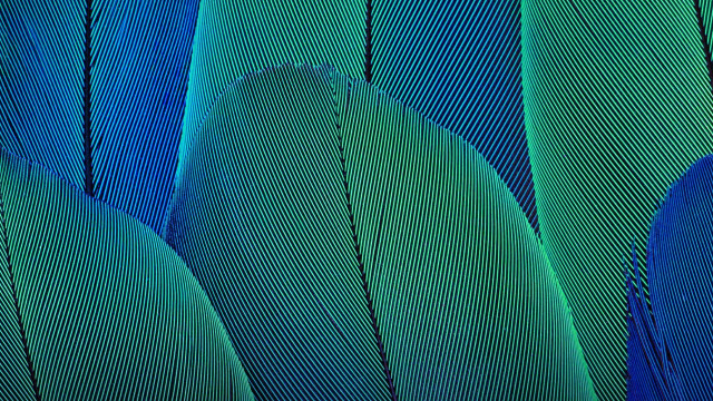 Blue green feather macro holography free wallpaper - medium preview image