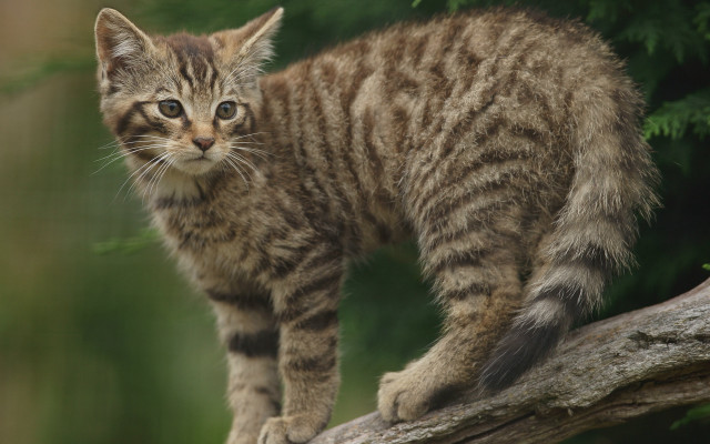 Kitten tree branch forest blurry free wallpaper - medium preview image