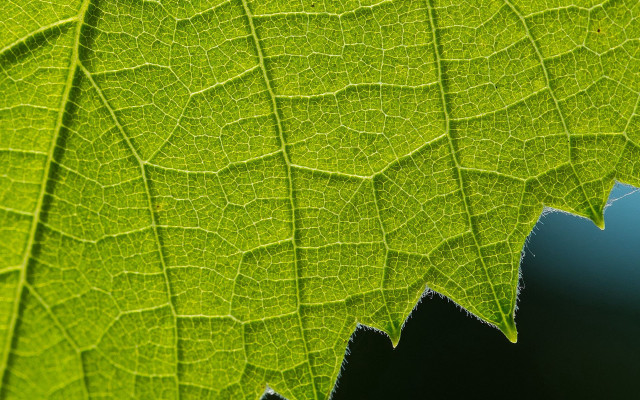 Green leaf macro nature background free wallpaper - medium preview image