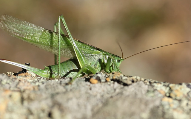 Green grasshopper rock wings spread free wallpaper - medium preview image