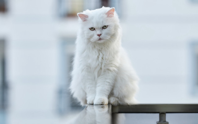 White cat railing building background free wallpaper - medium preview image
