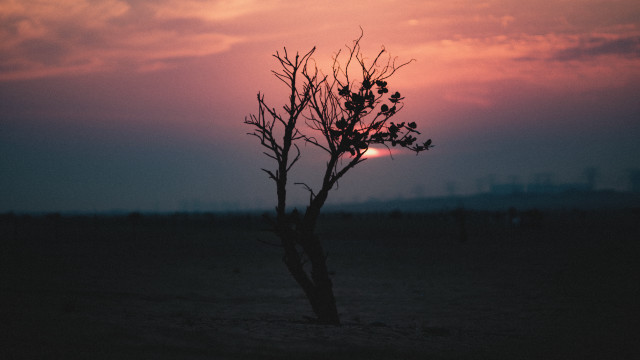 Lone tree sunset clouds mountains free wallpaper - medium preview image