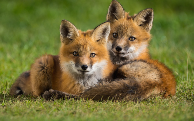 Sad foxes laying grass nature free wallpaper - medium preview image