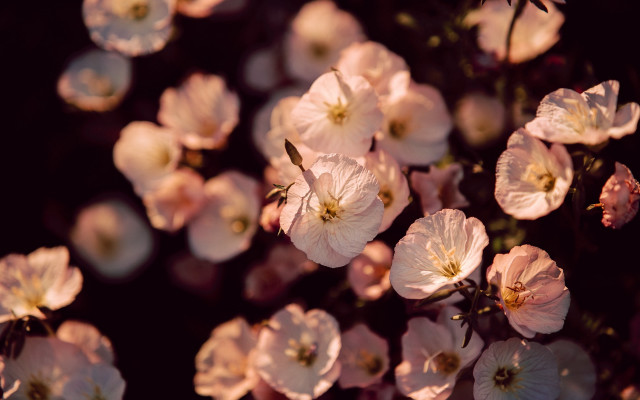 Pink flowers blooming sunny garden free wallpaper - medium preview image