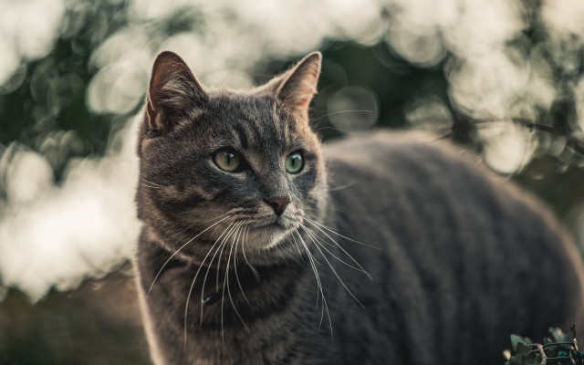Cat green eyes staring trees free wallpaper - medium preview image
