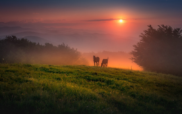Horses hill sunset fog trees free wallpaper - medium preview image
