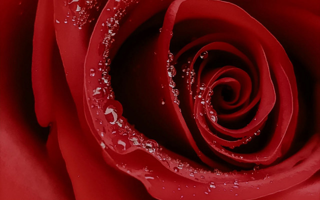 Red rose water droplets macro #47 free wallpaper - medium preview image