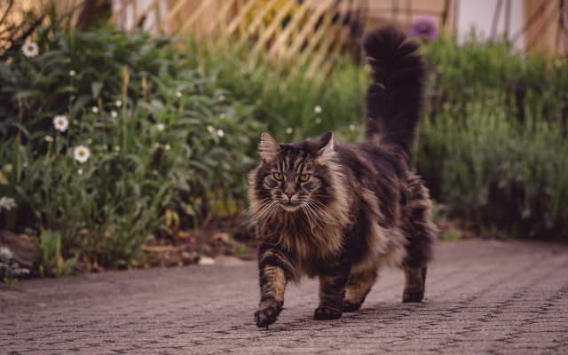 Cat road green field flower free wallpaper - medium preview image