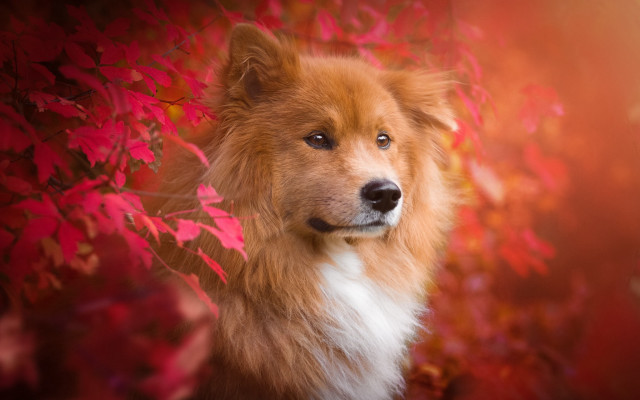 Dog red background leaves blue free wallpaper - medium preview image