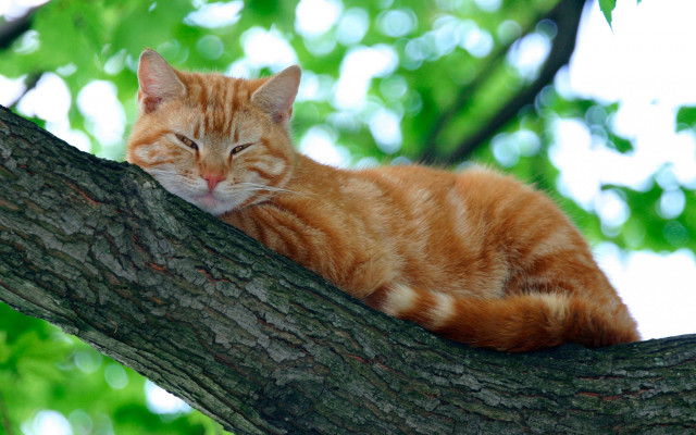 Cat sleeping branch orange nature free wallpaper - medium preview image