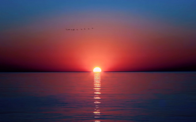 Sunset bird over water matte free wallpaper - medium preview image