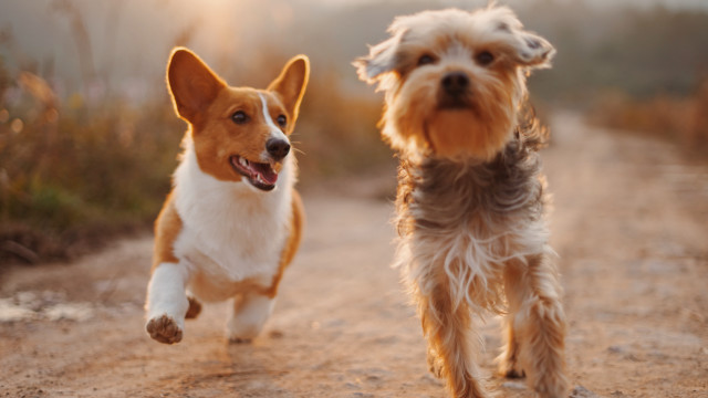 Dogs running shiba inu outdoors free wallpaper - medium preview image