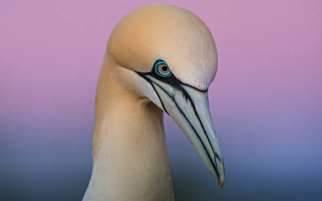 Blue eyed bird long beak free wallpaper - medium preview image