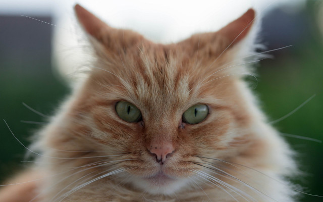 Cat green eyes blurry background #12 free wallpaper - medium preview image