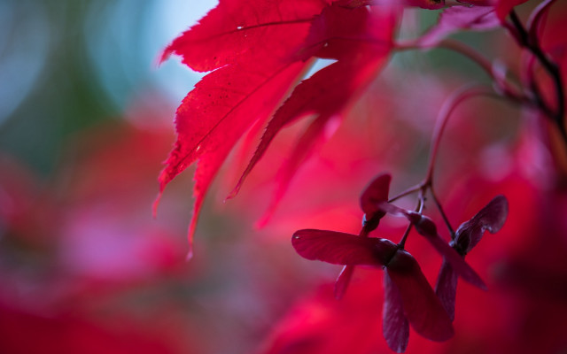 Red leaf hanging tree branch free wallpaper - medium preview image