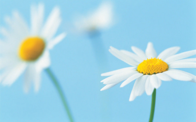 Daisies blue sky yellow white free wallpaper - medium preview image
