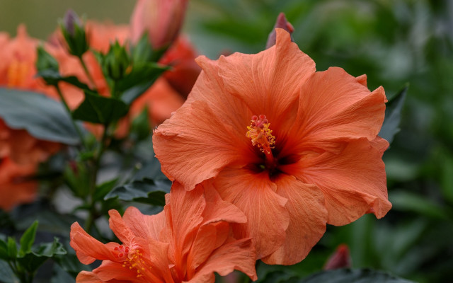 Flower leaves background bokeh macro free wallpaper - medium preview image