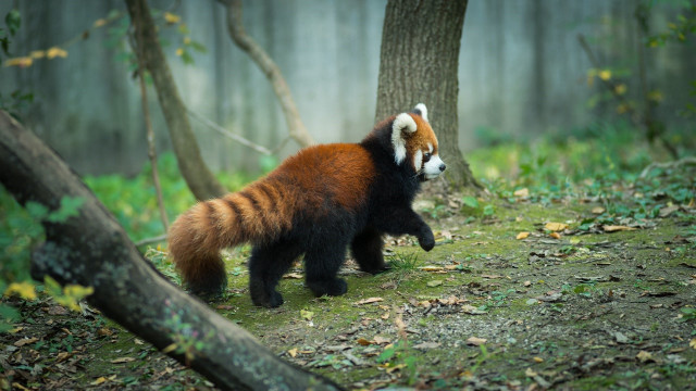 Red panda forest blurry motion free wallpaper - medium preview image