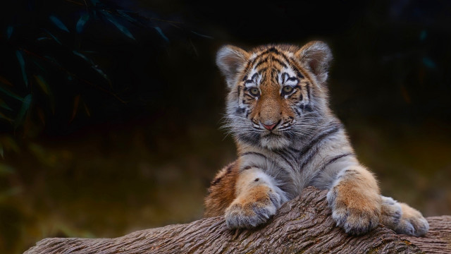 Tiger cub sitting log sad free wallpaper - medium preview image