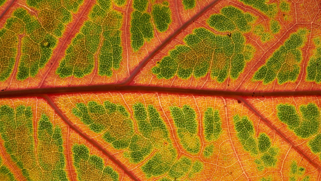 Leaf yellow red green macro free wallpaper - medium preview image