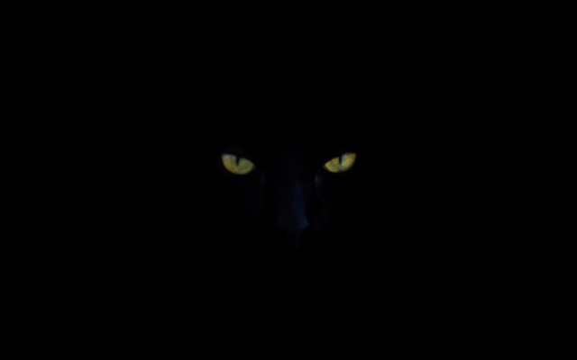 Black cat glowing eyes serious free wallpaper - medium preview image
