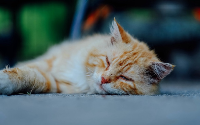 Sleeping cat orange postminimalism blurry free wallpaper - medium preview image