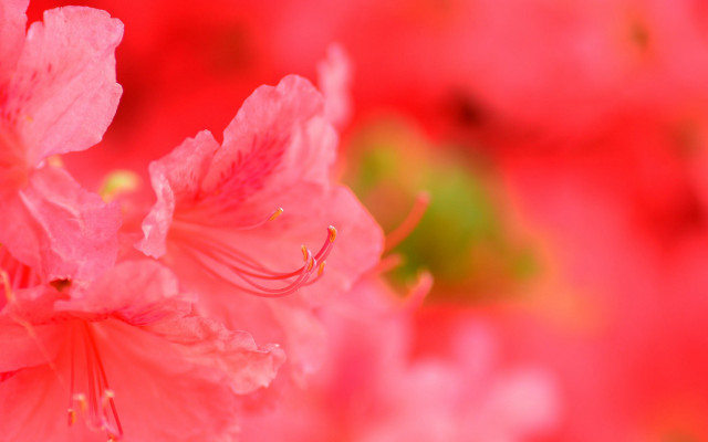 Pink flowers green background macro free wallpaper - medium preview image