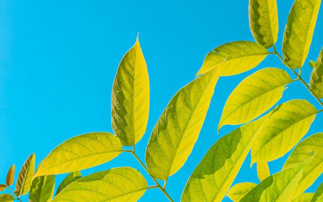 Leafy tree blue sky clouds free wallpaper - medium preview image