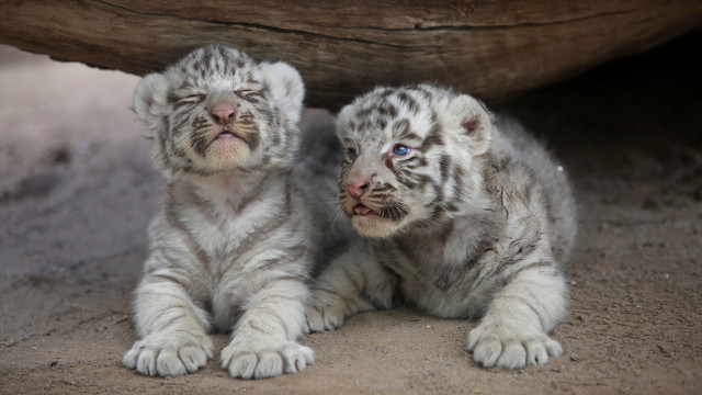 White tiger cubs log rock free wallpaper - medium preview image