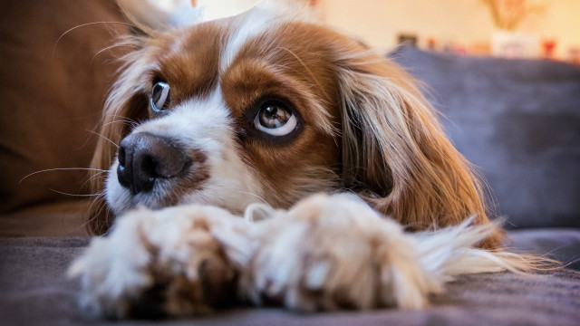 Dog couch wideeyes blurry background free wallpaper - medium preview image