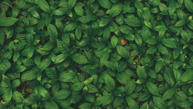 Green leaf brown object plant free wallpaper - medium preview image