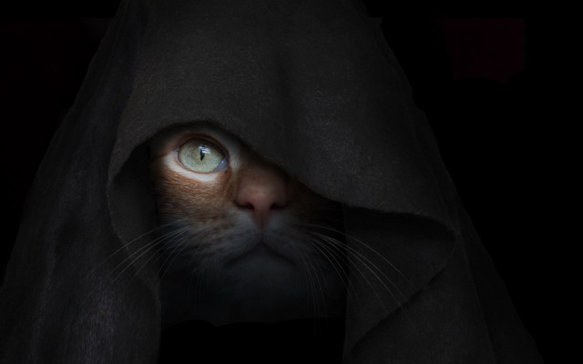 Cat hooded blanket dark ominous free wallpaper - medium preview image