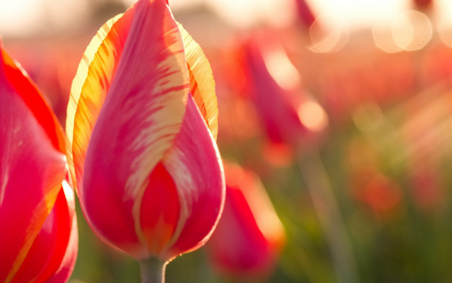 Pink flower macro deep depth free wallpaper - medium preview image