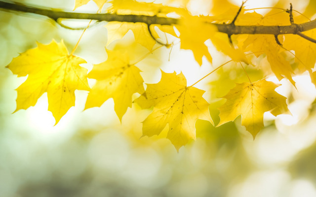 Autumn branch yellow leaves sunset free wallpaper - medium preview image