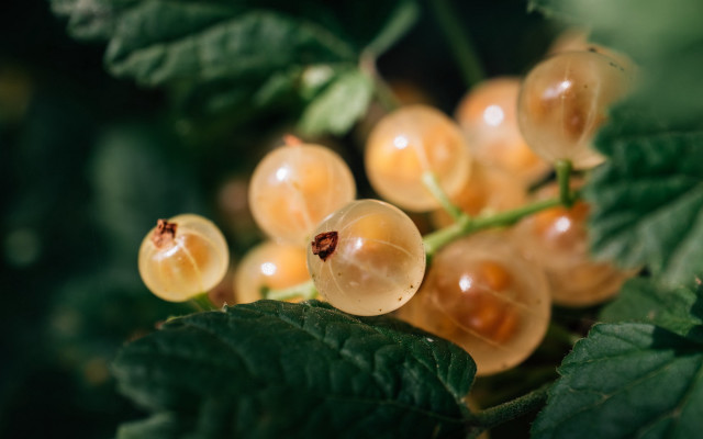 Yellow berries green leaves macro free wallpaper - medium preview image