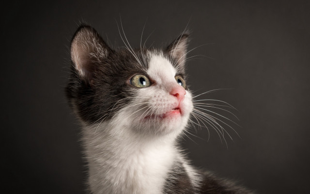 Black white cat sad eyes free wallpaper - medium preview image