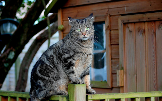 Cat fence house tree art free wallpaper - medium preview image