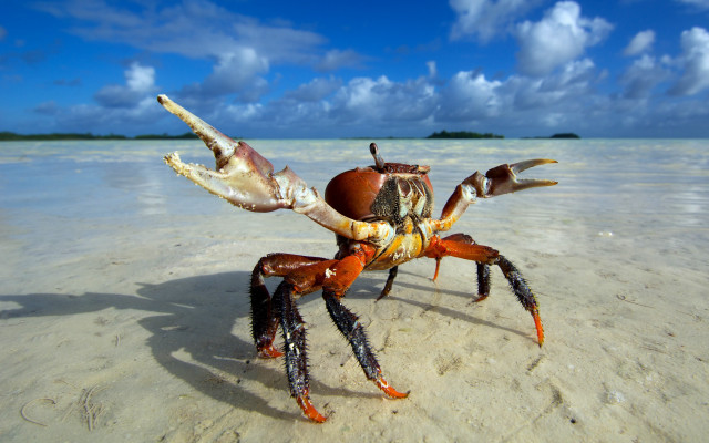 Crab beach water clouds sky free wallpaper - medium preview image